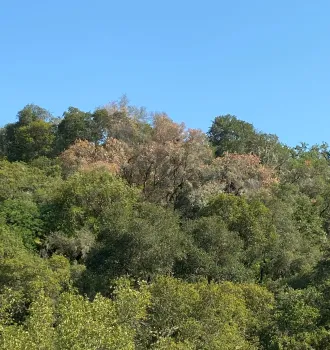 Declining interior live oak infested wtih western oak bark beetle.