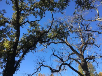 Declining valley oak infested with Mediterranean oak borer.