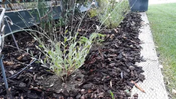 Bark mulch used to supress weeds
