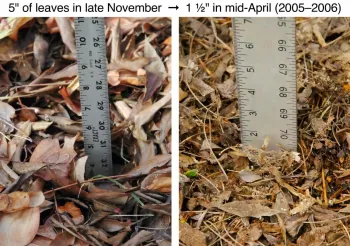 Natural leaf decomposition