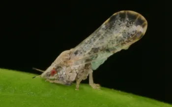 Asian citrus psyllid