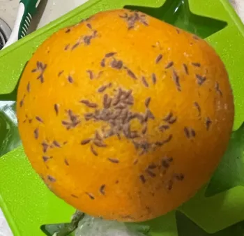 purple scale (2)