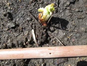 Leave space between irrigation line and crown.