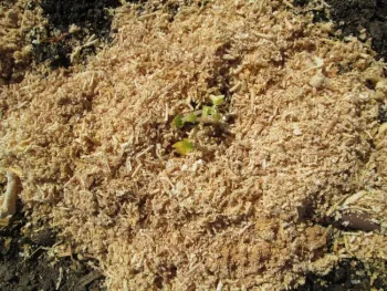 Sawdust mulch
