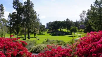 Trees on the campus of UC Irvine
