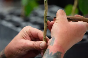 Hands grafting citrus trees using budwood