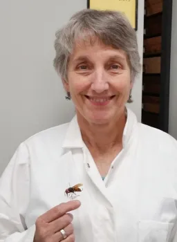 Lynn Kimsey, director of the Bohart Museum of Entomology, with an Asian giant hornet specimen. It is now commonly known as the 