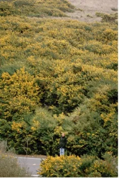 French broom invading a hillside near Bodega Bay, California. Photo by Barry Rice, UCB.