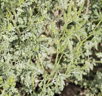 A picture of a mature annual bursage. Photo: Steve Matson CC-BY-NC 4.0