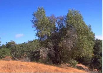 A landscape photo of an oak tree with dying, leafless branches in a meadow of dry brown grass.