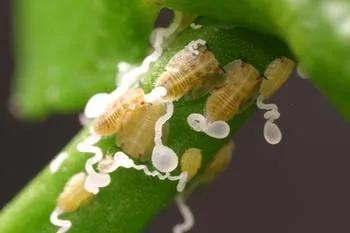 Curly, white waxy tubules stand out against the green leaf.