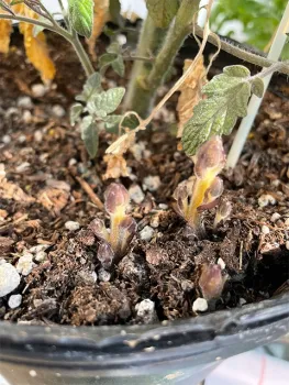 Photo 6: Stalks of Orobanche ramosa emerge from soil as part of research in the Contained Research Facility at UC Davis where scientists work in a secure environment. (Pershang Hosseini/UC Davis)