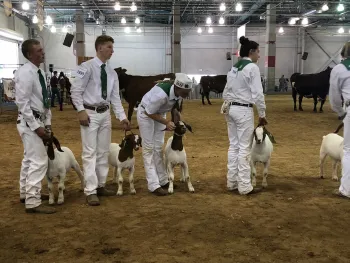 5 4-H youth lined up showing goats at 2018 State Fair