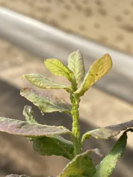 Aphids are a common pest, seen here feeding on new growth of a blueberry plant.