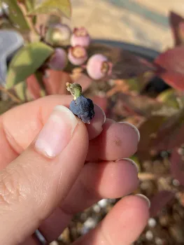 A light brown apple moth larva seen inside a blueberry.