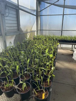 Turmeric starter plants.