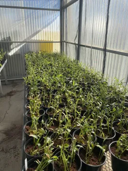 Ginger starter plants.