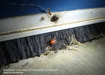 A black brush-style door sweep on the bottom of a door with a brown cockroach stuck in the bristles.