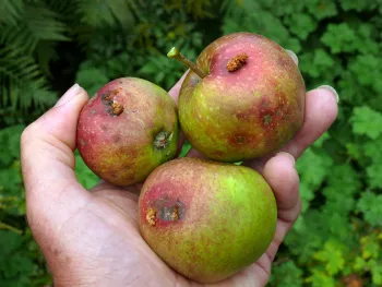 Fruit infested with codling moth