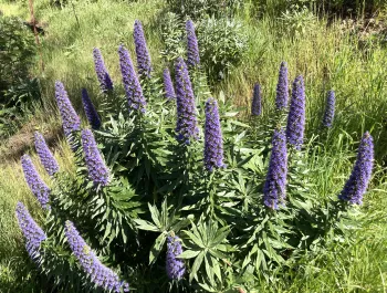 Pride of Madeira plant