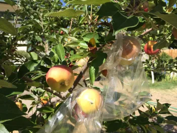 bagging fruit