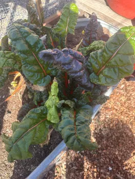 swiss chard