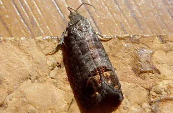 codling moth