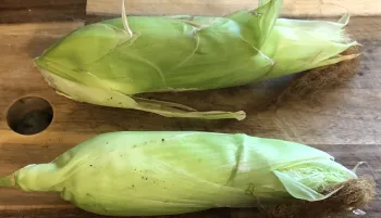 sweet corn ears