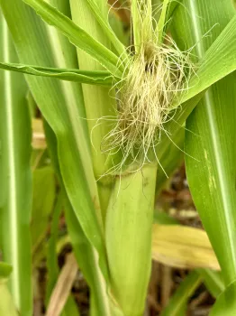 corn ear tassel photo Jean Christofferson