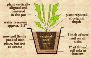 repotting guidelines