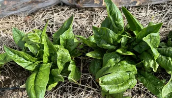 Spinach photo Jean Christofferson