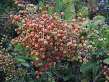 toyon berries