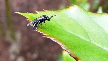 sawfly
