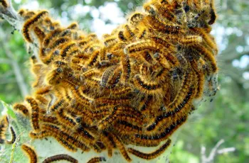 tent caterpillars