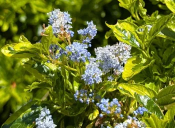 Ceanothus similarities and differences