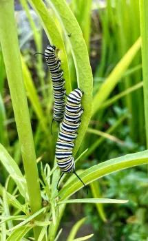 monarch caterpillars