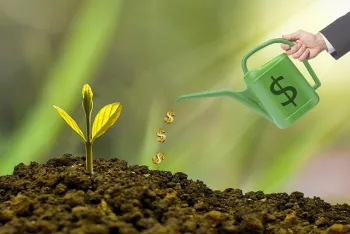 Watering a dollar tree. 