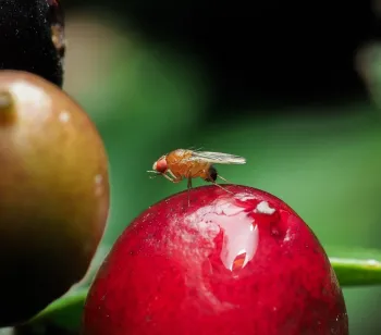 An adult spotted wing drosophila. Photo by Timotej Velkov, iNaturalist.