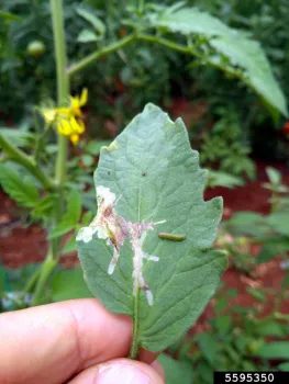 South American tomato leafminer damage and larva. Photo by Metin Gulesci, Leaf Tobacco, Bugwood.org.