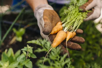 Person holding freshly harvested carrots at Martial Cottle Park with Santa Clara County Master Gardeners