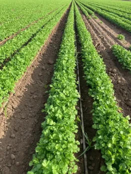 rows of cilantro in field