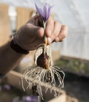 Crocus sativus
