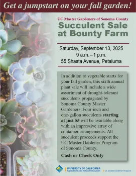 Fall succulent sale in Petaluma