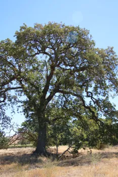 Tall, towering oak tree in a large area with dry grass.