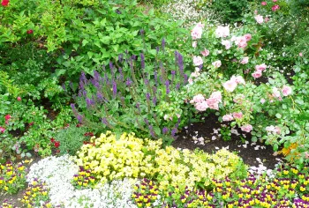 pollinator plants