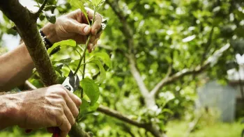 Pruning trees
