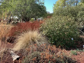 In the fall, seedheads provide food for wildlife in the California Native Plants section of our Demonstration Garden. Laura Kling