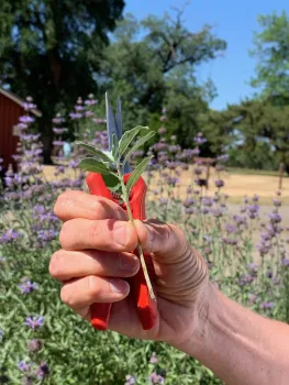 Learn to propagate plants from shoots like this in the Propagation Workshop in November. Laura Kling
