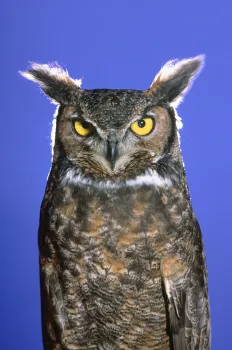 Owls are the subject of a new workshop. Seen here is a Great Horned Owl. UC IPM