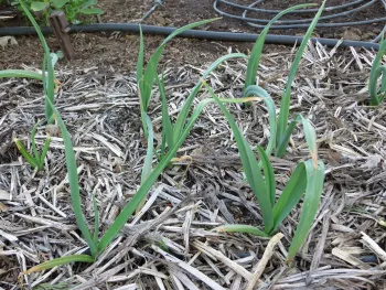 Garlic growing with mulch. J. Alosi